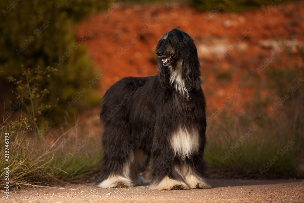 stylish dog breed Afghan hound stands in nature stylish dog breed Afghan hound stands in nature