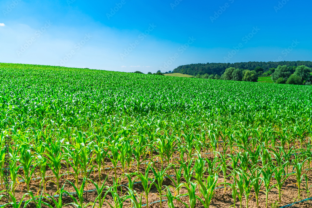View of English countryside with corn plants growing in the field in Middlesex, UK