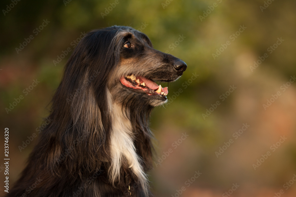 stylish dog breed Afghan hound posing while lying stylish dog breed Afghan hound posing while lying