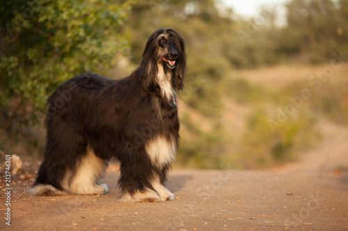 stylish dog breed Afghan hound stands in nature photo