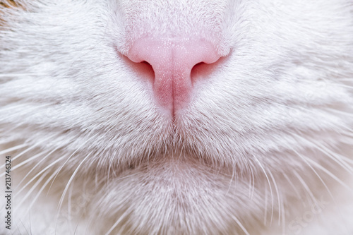 Nose of cat closeup. Feline nose macro. A cat's muzzle.