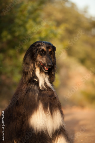 beautiful dog breed Afghan hound sitting in nature photo