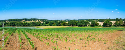 Sweetcorn plants grwoing on the field, summer in Middlesex, UK. Wide panoramic view