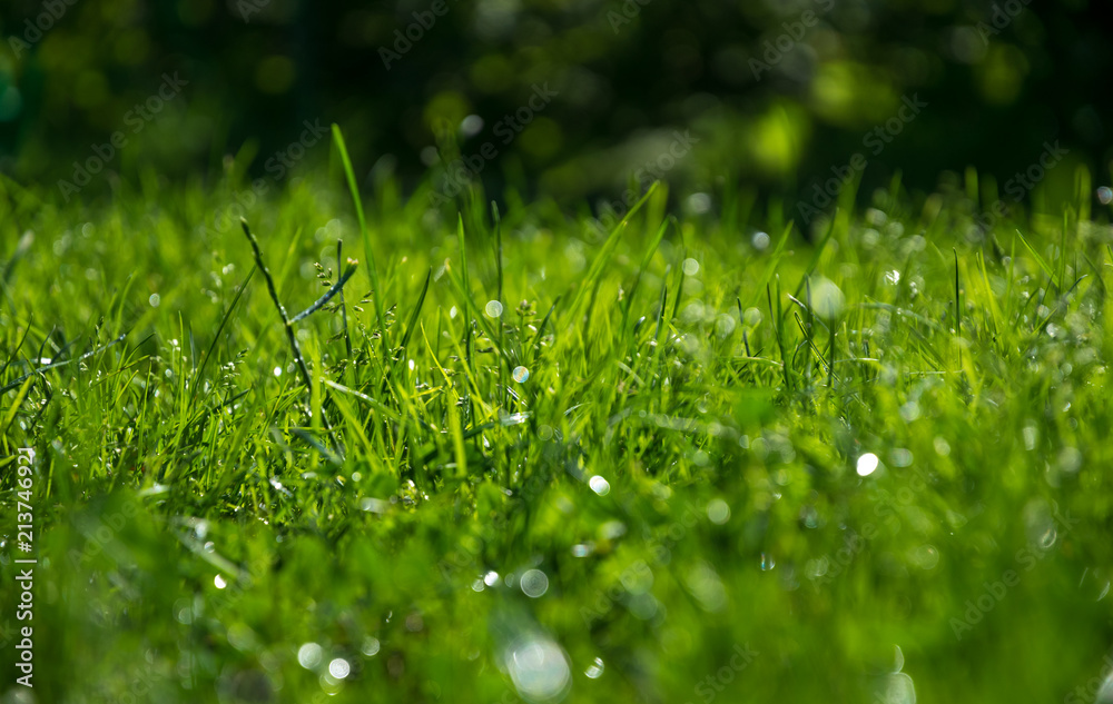 Green grass in drops of dew Green grass in drops of dew