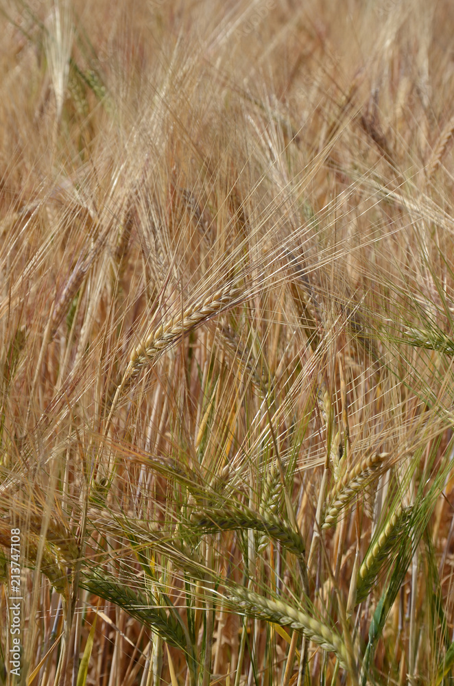 Closeup-look into a barley field. Closeup-look into a barley field.