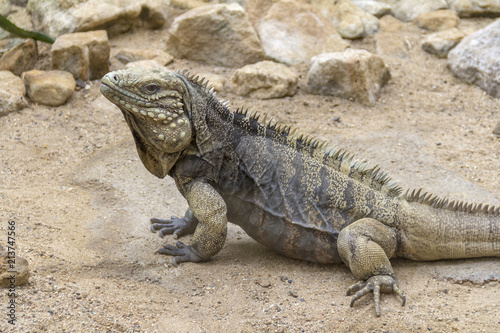 Cuban rock iguana in desert ambiance