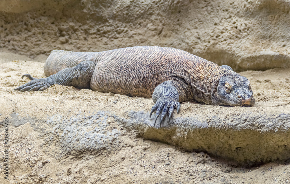 Komodo dragon in desert ambiance