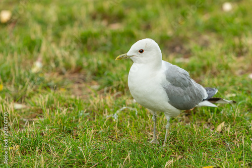 The common gull  mew gull  is a medium-sized gull that breeds in northern Asia  northern Europe  and northwestern North America.