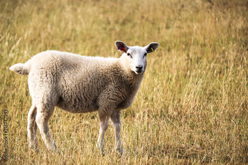 Sheep standing in a field