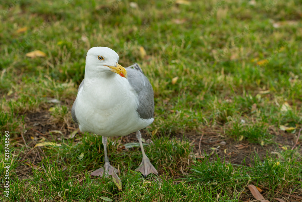Obraz premium The lesser black-backed gull is a large gull that breeds on the Atlantic coasts of Europe. It is migratory, wintering from the British Isles south to West Africa.