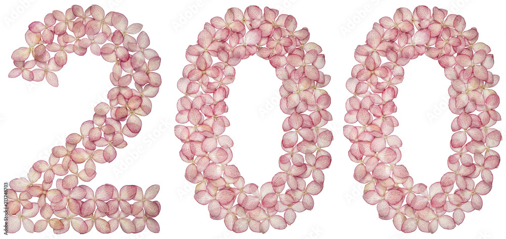 Arabic numeral 200, two hundred, from flowers of hydrangea, isolated on white background