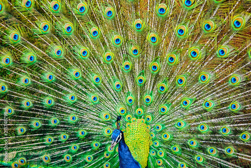 The peacock spreads its tail.