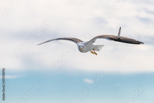 The great black-backed gull is the largest member of the gull family. It breeds on the European and North American coasts and islands of the North Atlantic