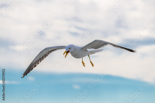 The great black-backed gull is the largest member of the gull family. It breeds on the European and North American coasts and islands of the North Atlantic