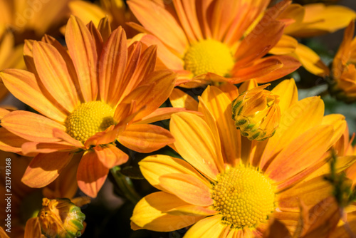 gelbe Bl  te der Chrysantheme