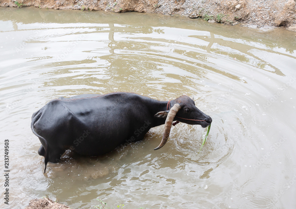 Fototapeta premium black buffalo eating the grass in the farm 