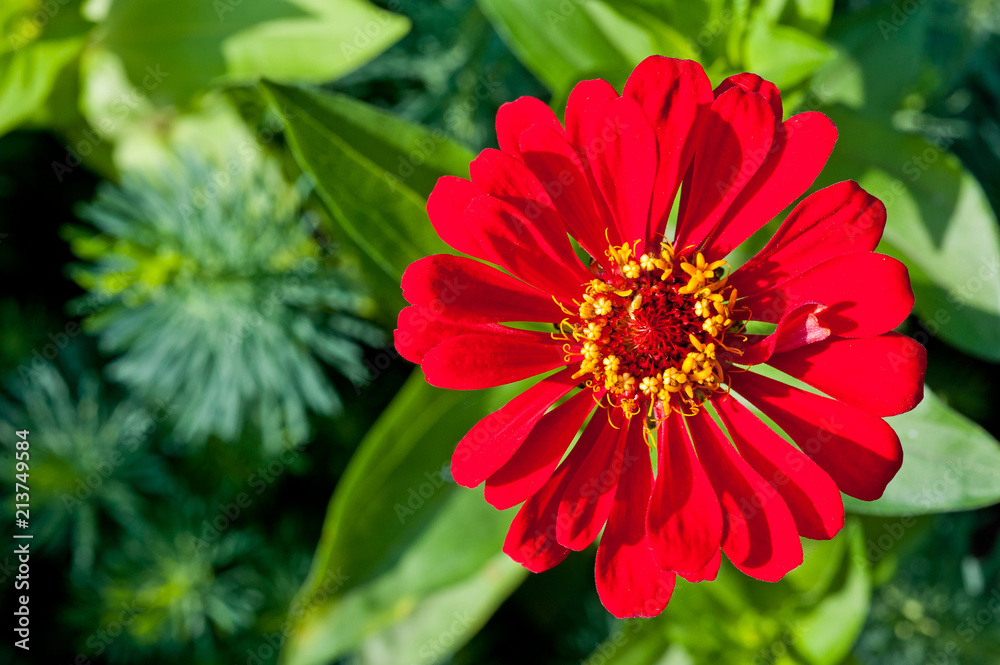 A flower with red petals shot close-up against a green background A flower with red petals shot close-up against a green background