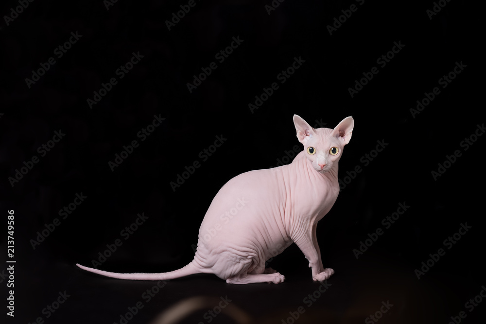 Pink Sphynx with yellow eyes on black background