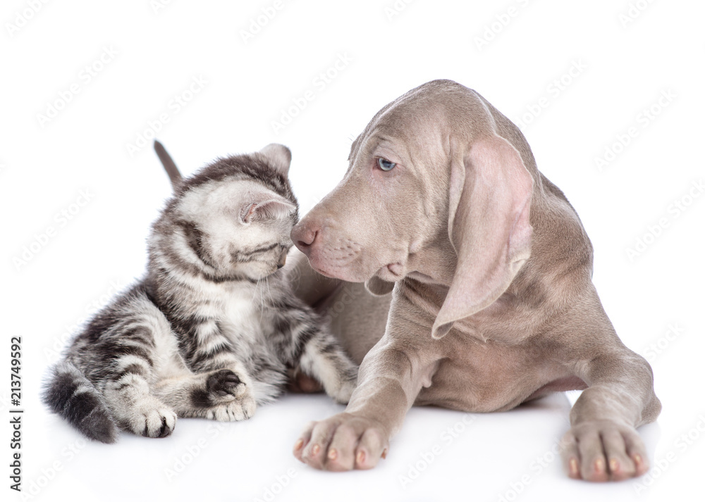 Weimaraner puppy and scottish tabby kitten look at each other. isolated on white background