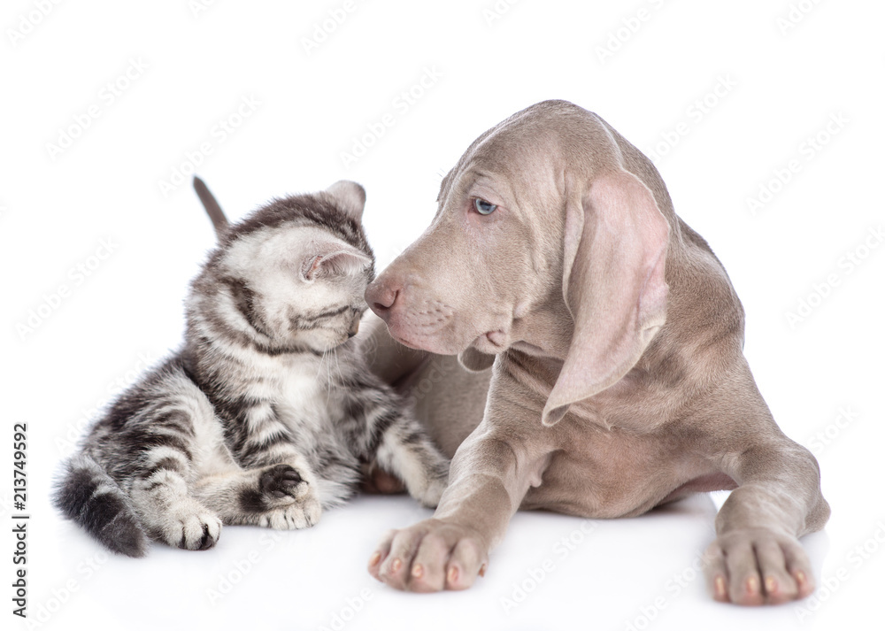 Weimaraner puppy and scottish tabby kitten look at each other. isolated on white background Weimaraner puppy and scottish tabby kitten look at each other. isolated on white background
