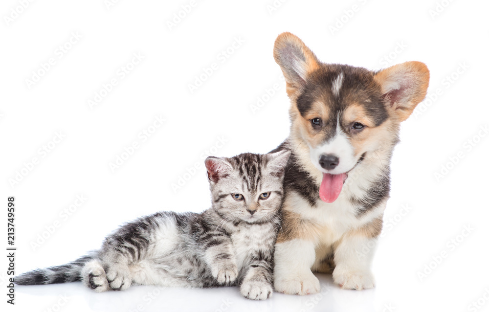 Obraz premium Corgi puppy with scottish tabby kitten together. isolated on white background