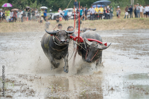 Chon Buri, Thailand - July,15, 2018 : Unidentified name farmer with the buffalos running fastest watching in the race. The event is normally held before rice planting season at Chon Buri, Thailand