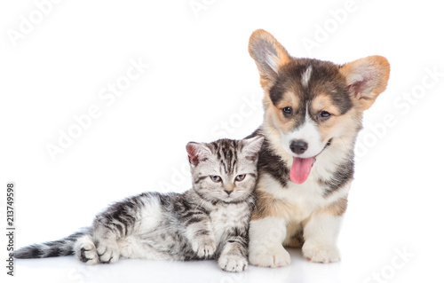 Fototapeta Naklejka Na Ścianę i Meble -  Corgi puppy with scottish tabby kitten together. isolated on white background