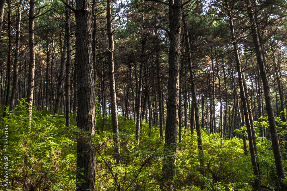 Morning forest