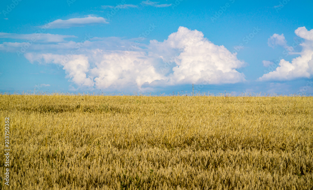 Yellow and Blue tree looking like the flag of Ukraine