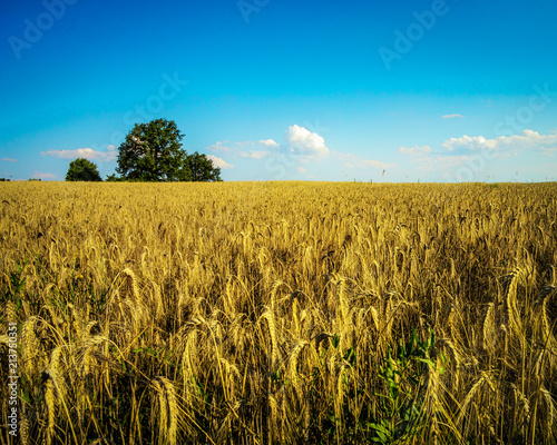 Yellow and Blue Field with a Tree