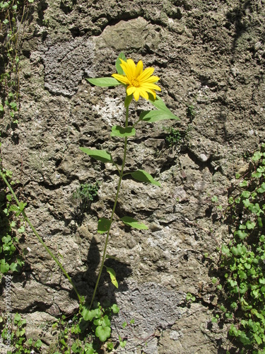 mauerblümchen photo