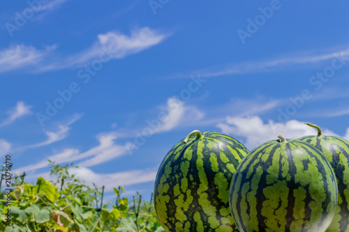 Konstfotografi スイカ畑　夏イメージ