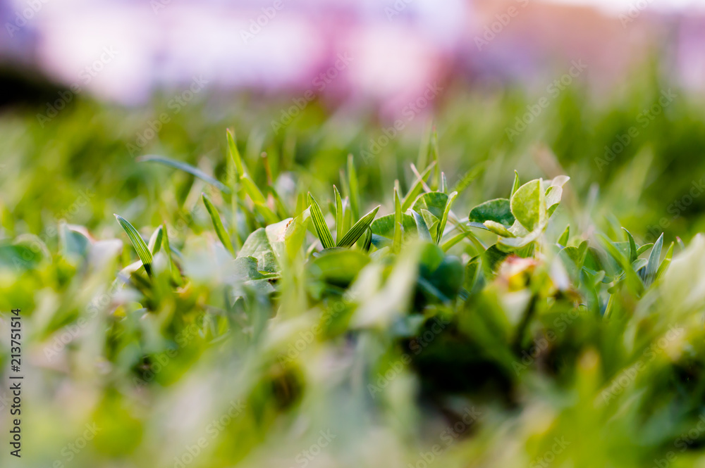 Close Capture On Green Grass Under The Summer Sun Close Capture On Green Grass Under The Summer Sun