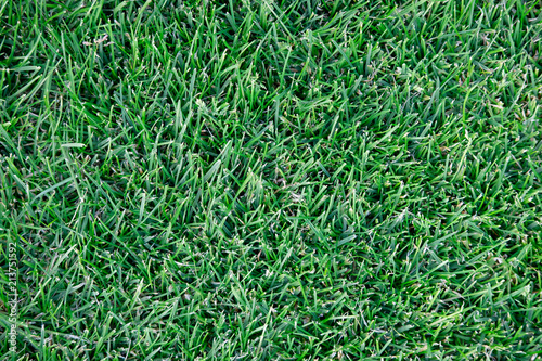 football field lawn background