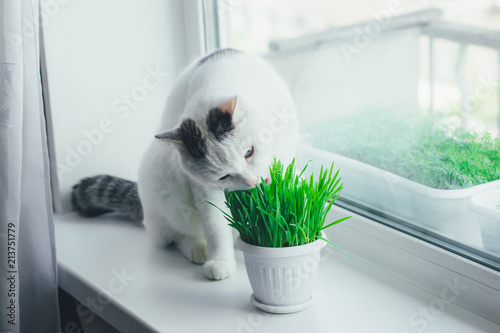 Wallpaper Mural White cat eating green grass in a pot on the window sill Torontodigital.ca