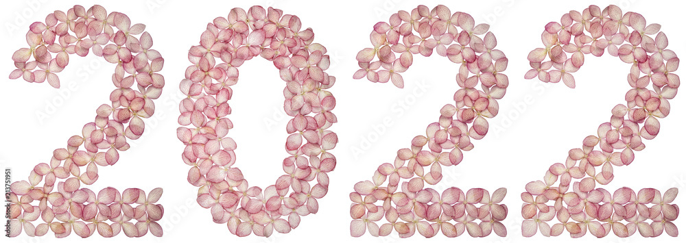 Numeral 2022 from flowers of hydrangea, isolated on white background