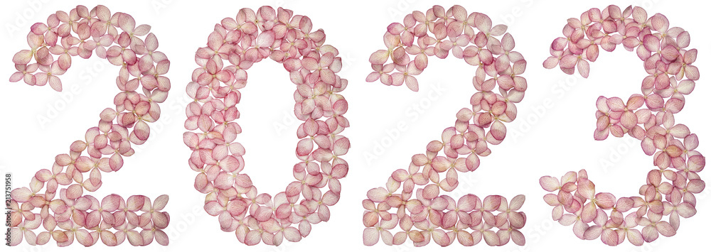Numeral 2023 from flowers of hydrangea, isolated on white background