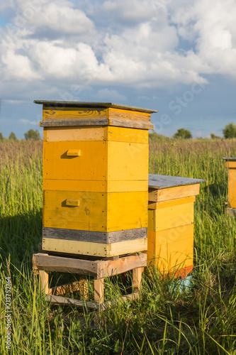 two yellow beehive in summer farm on green meadow with blue sky
