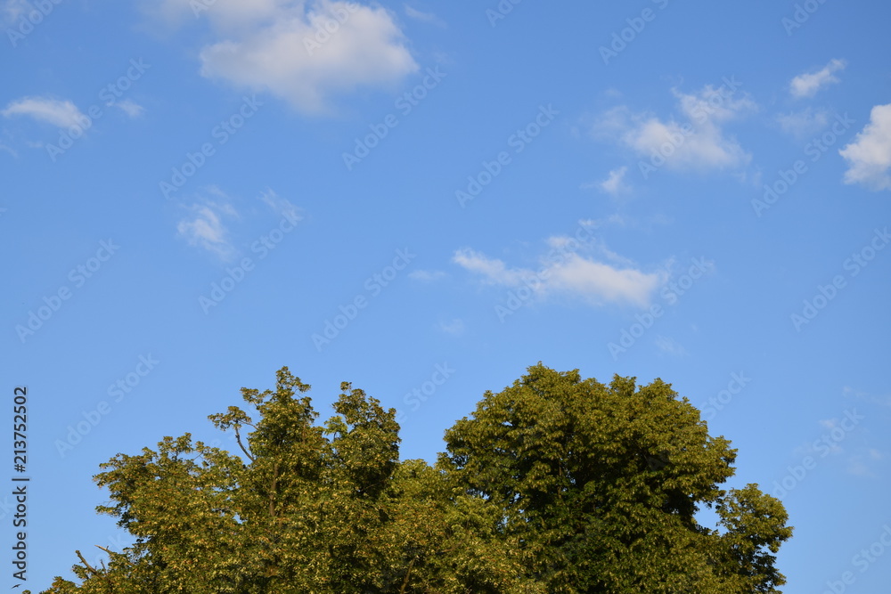 Blauer Himmel mit Wolken über den Baumwipfeln Blauer Himmel mit Wolken über den Baumwipfeln