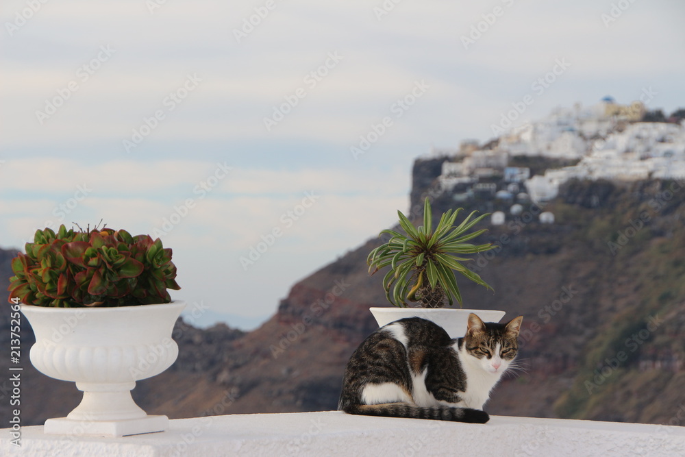 Obraz premium Katze in Santorin