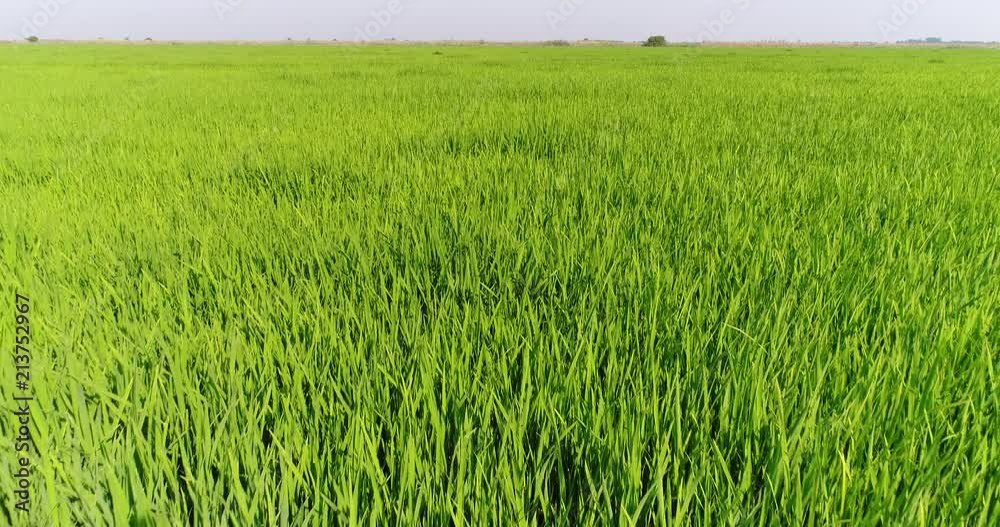 Green rice field. Aerial - Rice plantations, water meadow.
