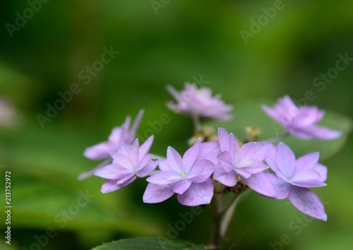 日本の初夏の紫陽花の花