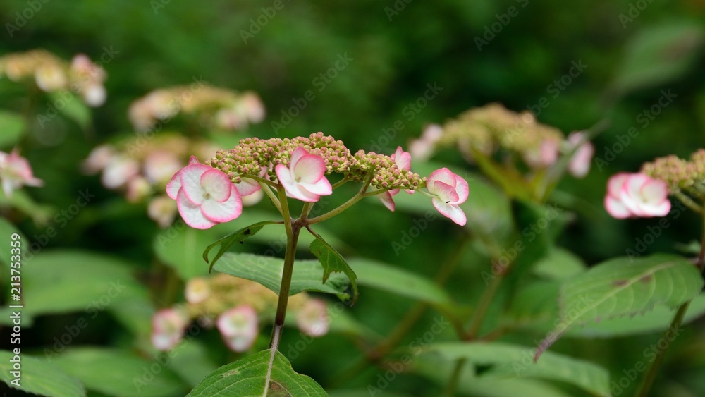 Obraz premium 日本の初夏の紫陽花の花