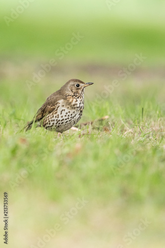 Beautiful nature scene with bird Song Thrush (Turdus philomelos). Song Thrush (Turdus philomelos) on the flower with a yellow background. Song Thrush (Turdus philomelos) in the nature habitat.