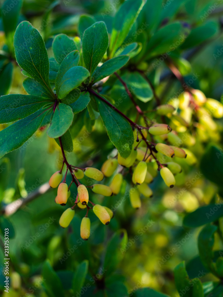 Berries of the barberry growing in a summer garden.Green barberry berries. Berries of the barberry growing in a summer garden.Green barberry berries.