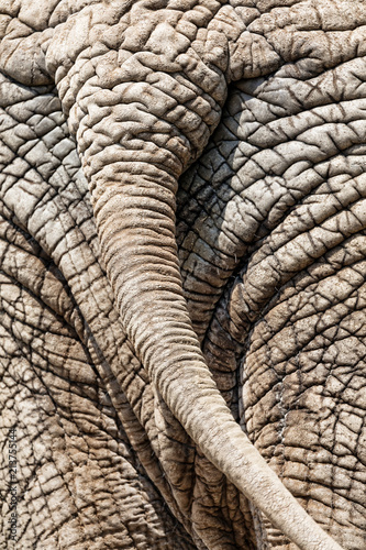 Elephant tail closeup