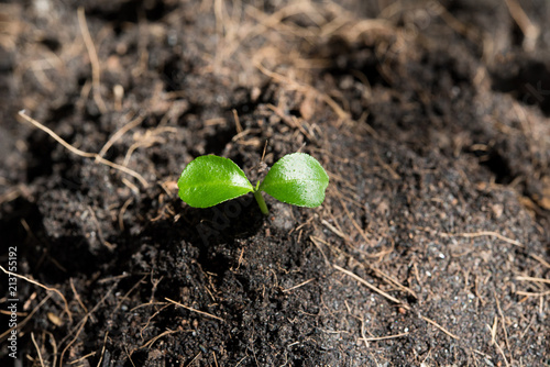 Little plant growing seed in soil background on top view new life growth ecology concept