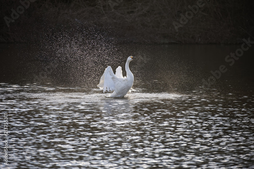 Fototapeta Naklejka Na Ścianę i Meble -  水浴びをする白鳥