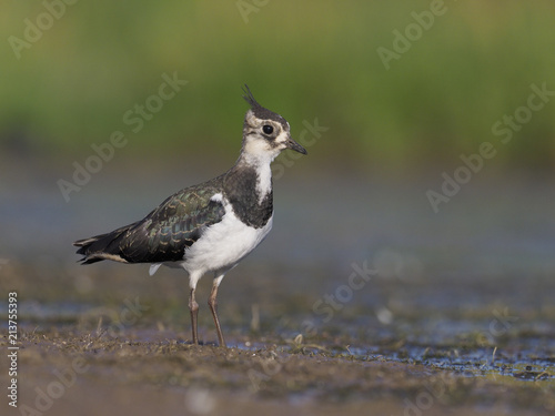 Northern lapwing, Vanellus vanellus