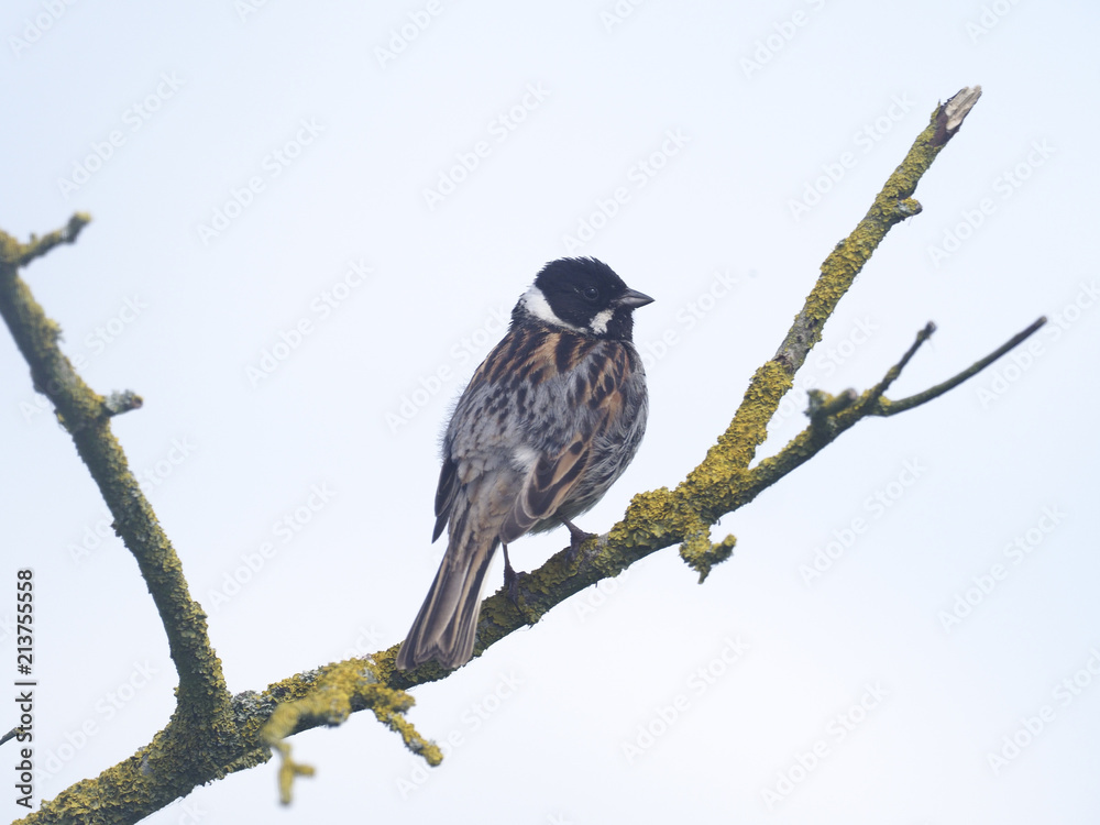 Reed butning, Emberiza schoeniclus Reed butning, Emberiza schoeniclus